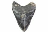 Fossil Megalodon Tooth (Polished Tip) - Georgia #151546-2